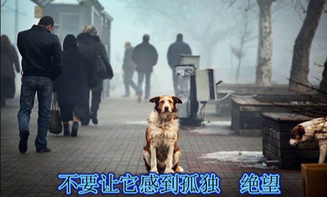 乐山乐山爱影圈微博微信转发案例